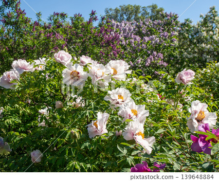 Blooming White Tree Peonies Bush with Purple Lilac Flowers Blooming White Tree Peonies Bush with Purple Lilac Flowers 139648884