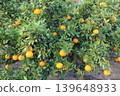 Still unripe Iyokan oranges Still unripe Iyokan oranges 139648933