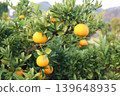Still unripe Iyokan oranges Still unripe Iyokan oranges 139648935