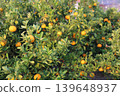 Still unripe Iyokan oranges Still unripe Iyokan oranges 139648937