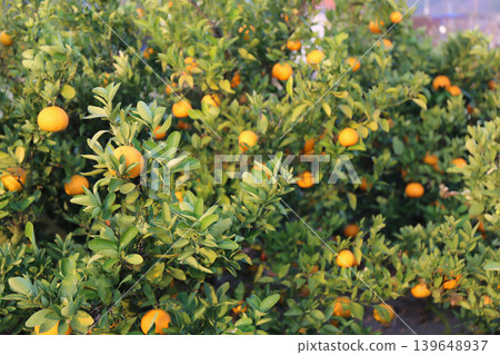 Still unripe Iyokan oranges 139648937