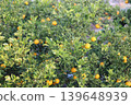 Still unripe Iyokan oranges Still unripe Iyokan oranges 139648939