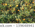 Still unripe Iyokan oranges Still unripe Iyokan oranges 139648941