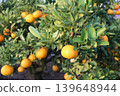 Still unripe Iyokan oranges Still unripe Iyokan oranges 139648944