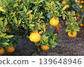 Still unripe Iyokan oranges Still unripe Iyokan oranges 139648946