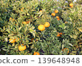 Still unripe Iyokan oranges Still unripe Iyokan oranges 139648948