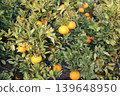 Still unripe Iyokan oranges Still unripe Iyokan oranges 139648950
