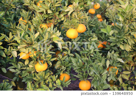 Still unripe Iyokan oranges Still unripe Iyokan oranges 139648950