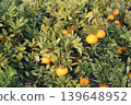 Still unripe Iyokan oranges Still unripe Iyokan oranges 139648952