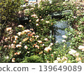 Roses at the Iwasaki Museum in Yokohama, Goethe Hall 139649089