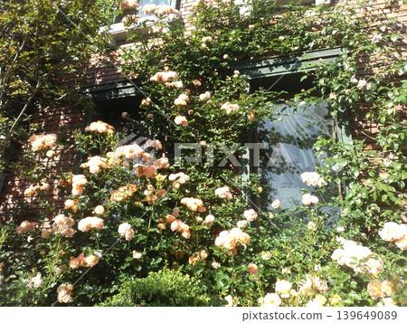 Roses at the Iwasaki Museum in Yokohama, Goethe Hall Roses at the Iwasaki Museum in Yokohama, Goethe Hall 139649089