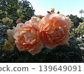 Yokohama Harbor View Park English Rose Garden 139649091