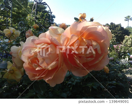 Yokohama Harbor View Park English Rose Garden Yokohama Harbor View Park English Rose Garden 139649091
