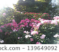 Yokohama Harbor View Park English Rose Garden 139649092