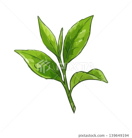 抹茶的誘人插圖 抹茶的誘人插圖 139649194