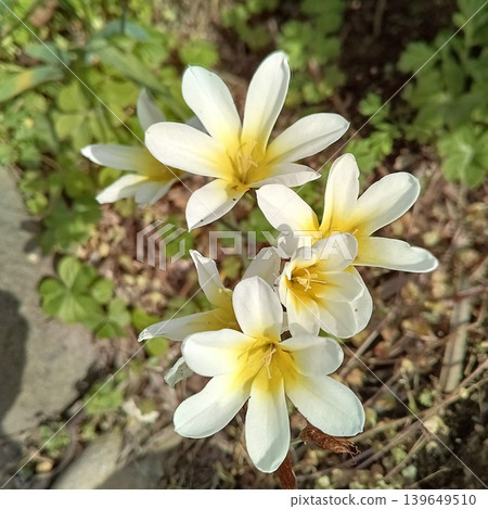 水仙花 水仙花 139649510