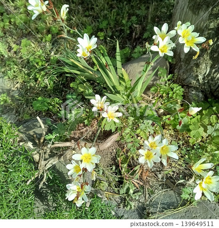 水仙花 水仙花 139649511