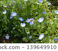 Nemophila and honey bee 139649910