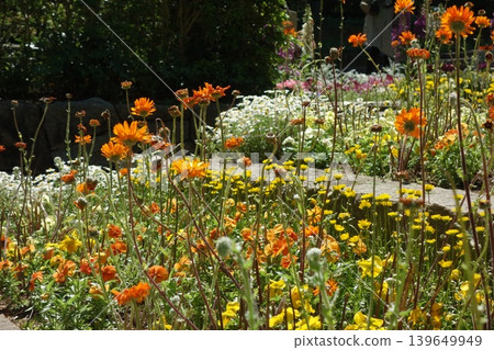 Sunny flower bed Sunny flower bed 139649949