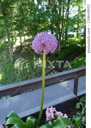 Purple round pom-poms 139649952
