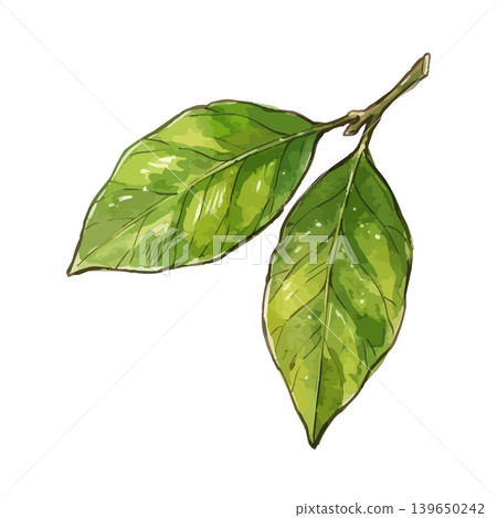A mouthwatering illustration of a lemon A mouthwatering illustration of a lemon 139650242