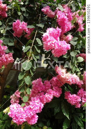 Bougainvillea Bougainvillea 139650291