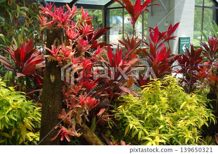 Red Cordyline and Bromeliads adorn the tropical greenhouse. Red Cordyline and Bromeliads adorn the tropical greenhouse. 139650321