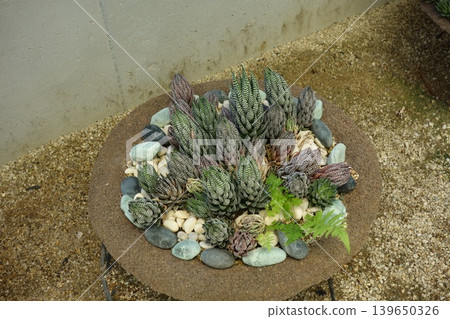 Haworthia succulents Haworthia succulents 139650326