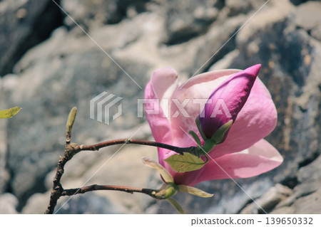 Beautiful pink Magnolia soulangeana blossoms opening in soft natural sunlight on a blurred background Beautiful pink Magnolia soulangeana blossoms opening in soft natural sunlight on a blurred background 139650332
