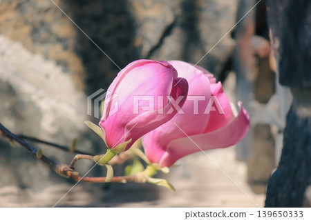 Beautiful pink Magnolia soulangeana blossoms opening in soft natural sunlight on a blurred background Beautiful pink Magnolia soulangeana blossoms opening in soft natural sunlight on a blurred background 139650333