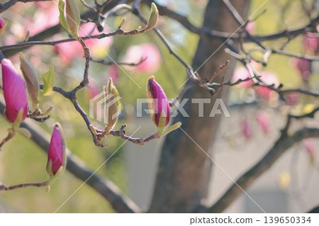 Beautiful pink Magnolia soulangeana buds on branches in a sunny garden during spring awakening Beautiful pink Magnolia soulangeana buds on branches in a sunny garden during spring awakening 139650334