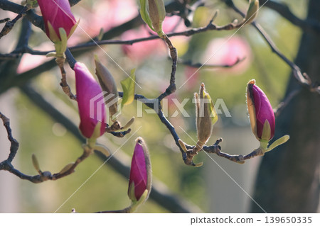 Beautiful pink Magnolia soulangeana buds on branches in a sunny garden during spring awakening Beautiful pink Magnolia soulangeana buds on branches in a sunny garden during spring awakening 139650335