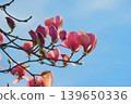 Bright pink Magnolia soulangeana blossoms on a branch against a clear blue sky in vibrant sunlight 139650336