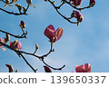 Bright pink Magnolia soulangeana blossoms on a branch against a clear blue sky in vibrant sunlight 139650337
