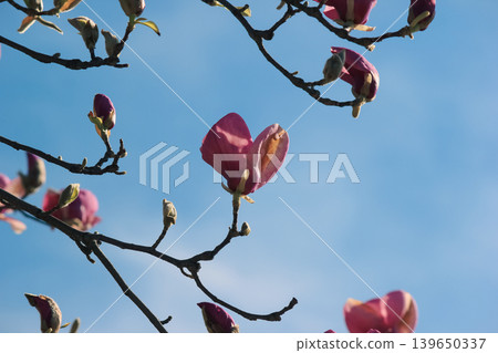 Bright pink Magnolia soulangeana blossoms on a branch against a clear blue sky in vibrant sunlight Bright pink Magnolia soulangeana blossoms on a branch against a clear blue sky in vibrant sunlight 139650337