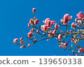 Bright pink Magnolia soulangeana blossoms on a branch against a clear blue sky in vibrant sunlight 139650338