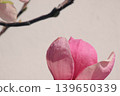Elegant pink Magnolia soulangeana flower against a neutral white background with minimalist branches 139650339