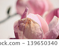 Extreme macro of soft pink Magnolia soulangeana petals with delicate texture and bright airy light 139650340