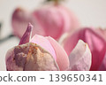 Extreme macro of soft pink Magnolia soulangeana petals with delicate texture and bright airy light 139650341