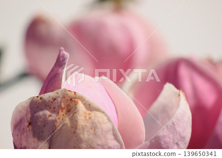 Extreme macro of soft pink Magnolia soulangeana petals with delicate texture and bright airy light Extreme macro of soft pink Magnolia soulangeana petals with delicate texture and bright airy light 139650341