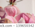 Extreme macro of soft pink Magnolia soulangeana petals with delicate texture and bright airy light 139650342
