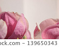 Extreme macro of soft pink Magnolia soulangeana petals with delicate texture and bright airy light 139650343