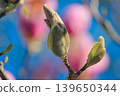 Macro of fresh green leaves and fuzzy buds of Magnolia soulangeana on a branch in spring sunlight 139650344