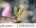 Macro of fresh green leaves and fuzzy buds of Magnolia soulangeana on a branch in spring sunlight 139650345