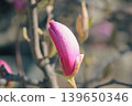 Stunning close up of a pink Magnolia Soulangeana bud ready to bloom in a sunny spring garden park 139650346