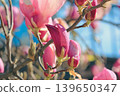 Vibrant magenta Magnolia soulangeana buds on branches in a sunny garden during spring blossom season 139650347