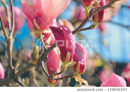 Vibrant magenta Magnolia soulangeana buds on branches in a sunny garden during spring blossom season 139650347