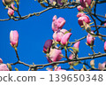 Vibrant pink Magnolia soulangeana blossoms on branches against a clear blue sky in bright sunshine 139650348