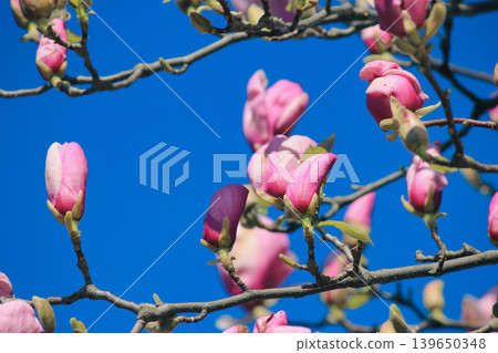 Vibrant pink Magnolia soulangeana blossoms on branches against a clear blue sky in bright sunshine Vibrant pink Magnolia soulangeana blossoms on branches against a clear blue sky in bright sunshine 139650348