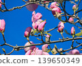 Vibrant pink Magnolia soulangeana blossoms on branches against a clear blue sky in bright sunshine 139650349
